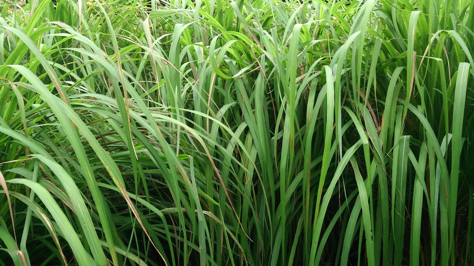 Serai Wangi
